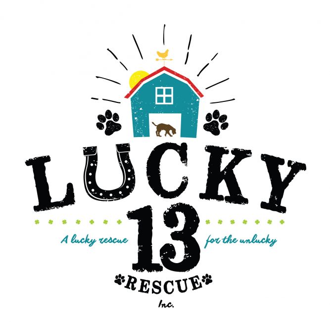 Lucky 13 cheap dog rescue