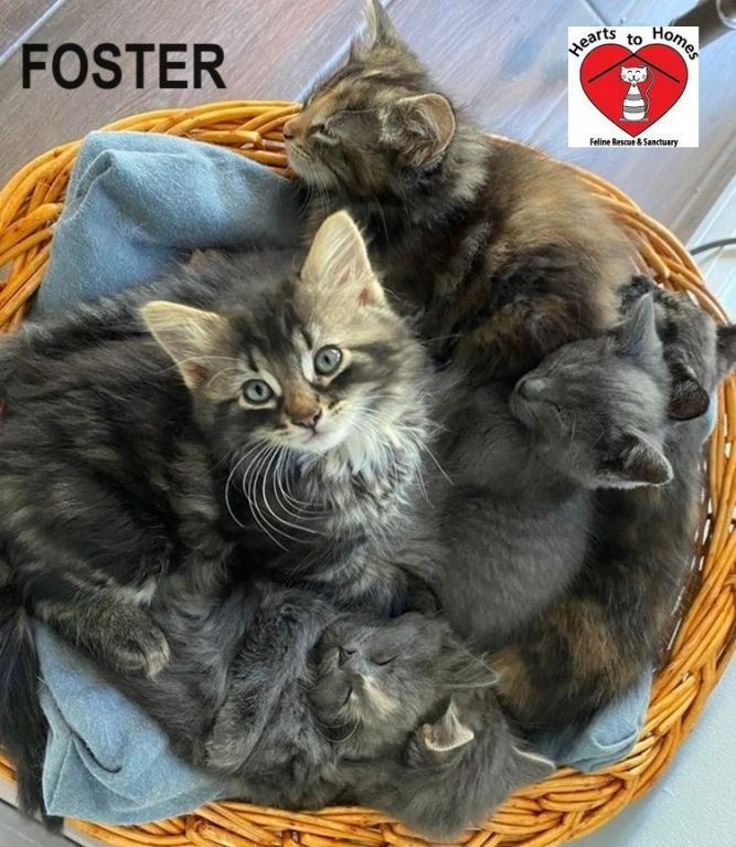 Hearts to Homes Feline Rescue & Sanctuary