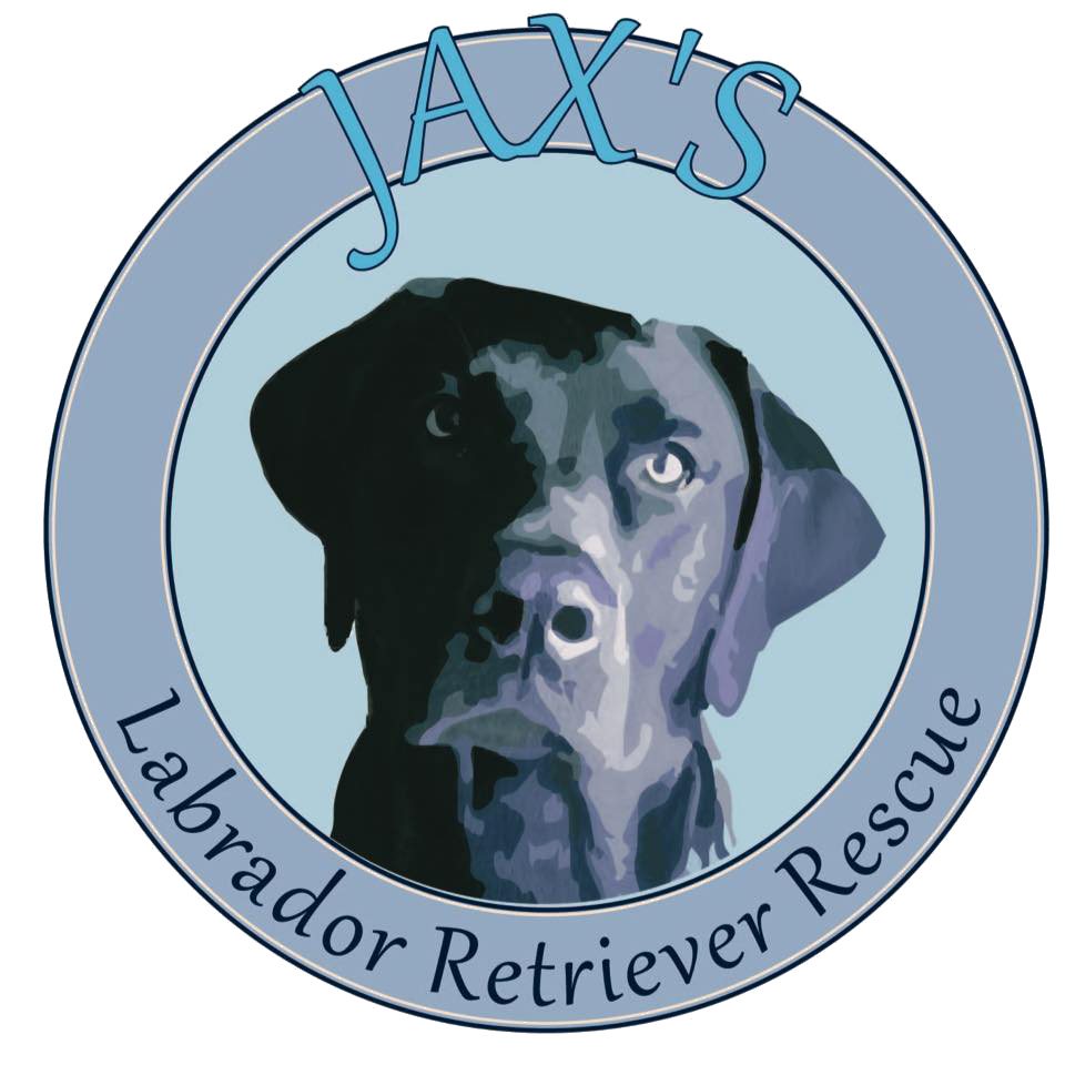 Pets For Adoption At Jax S Labrador Retriever Rescue In Feasterville Pa Petfinder