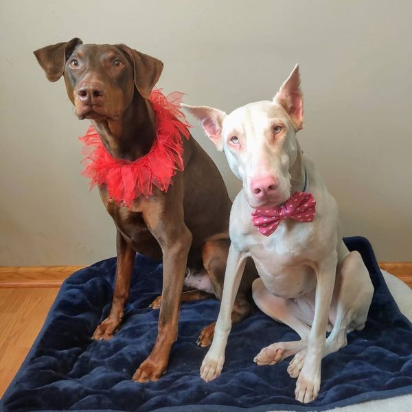 United Doberman Rescue and Canine Castaways of Minnesota