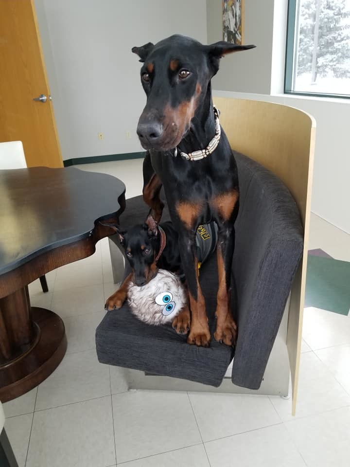 United Doberman Rescue and Canine Castaways of Minnesota
