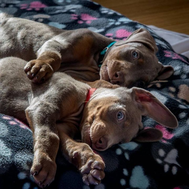 Snuggle buddies