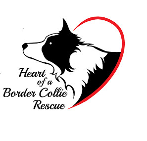 Heart of a Border Collie Rescue