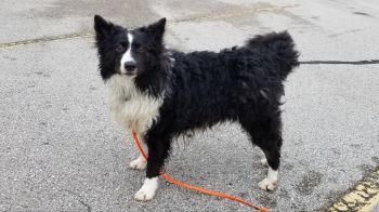 Border collie shop curly hair