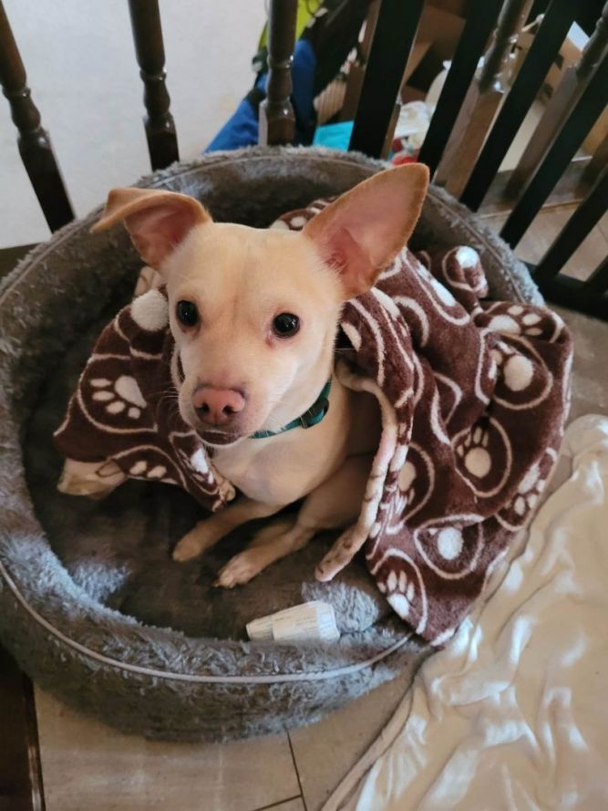 K9 Enrichment Initiative, Inc.