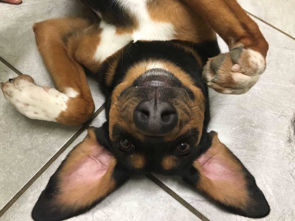 Pets For Adoption At Greenfield Hancock Animal Management In Greenfield In Petfinder