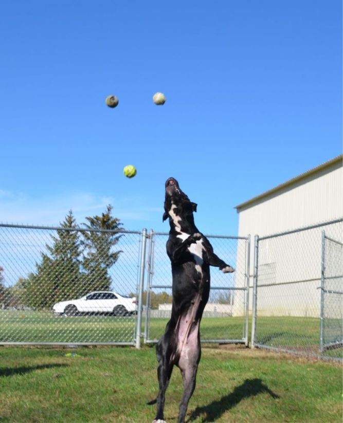 Pets For Adoption At Greenfield Hancock Animal Management In Greenfield In Petfinder