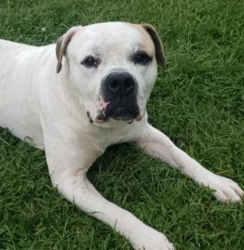 Pets For Adoption At Greenfield Hancock Animal Management In Greenfield In Petfinder