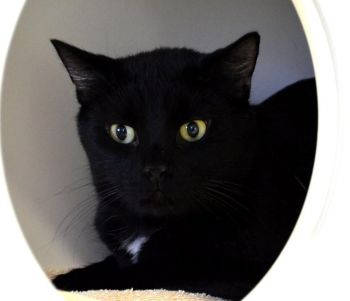 Pets For Adoption At Greenfield Hancock Animal Management In Greenfield In Petfinder