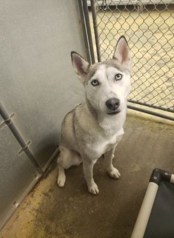 Pets For Adoption At Greenfield Hancock Animal Management In Greenfield In Petfinder