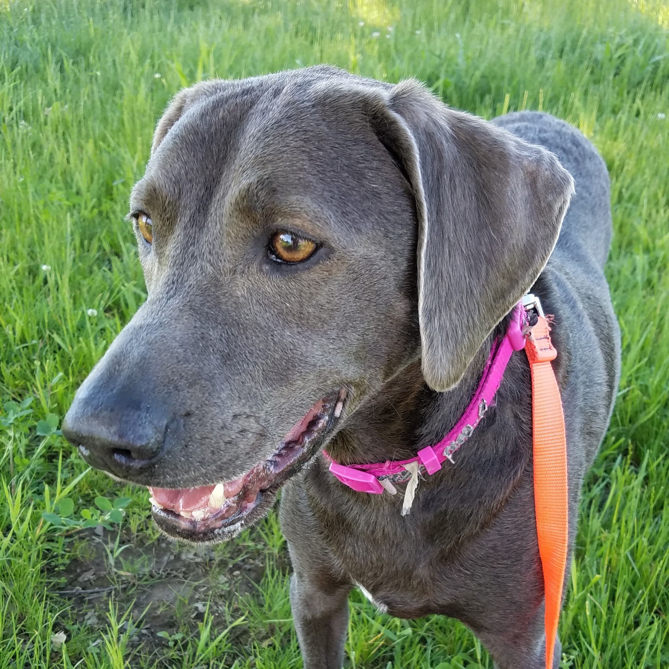 Pets for Adoption at The Babinski Foundation, in Pequot ...