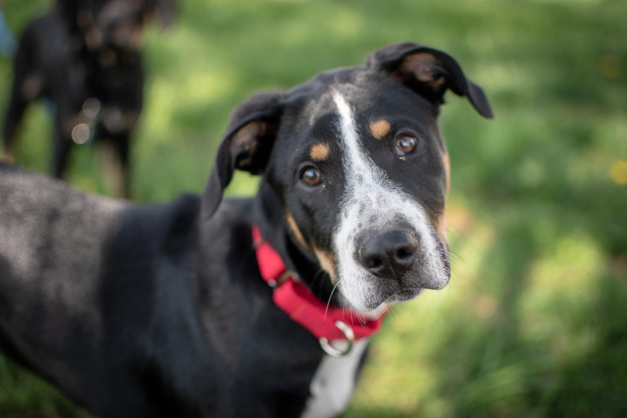 Pets for Adoption at NOVA Pets Alive!, in Fairfax, VA