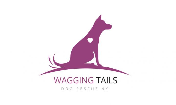 Wagging tails dog store rescue