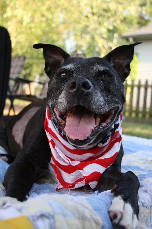 Far Fetched Dog Rescue