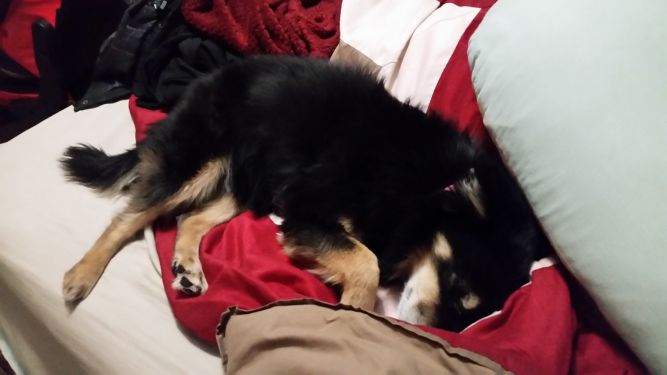 Kodiak's Place: Rescue/ Rehabilitate/ Re-Home