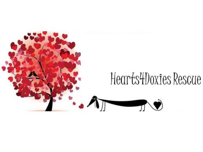 Hearts4Doxies Rescue