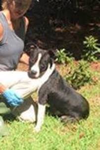 The Upper Paw Professional Dog Training and Rescue