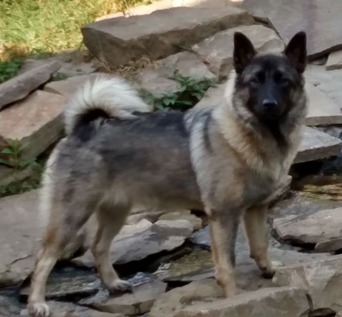 Four Paws Elkhound Rescue