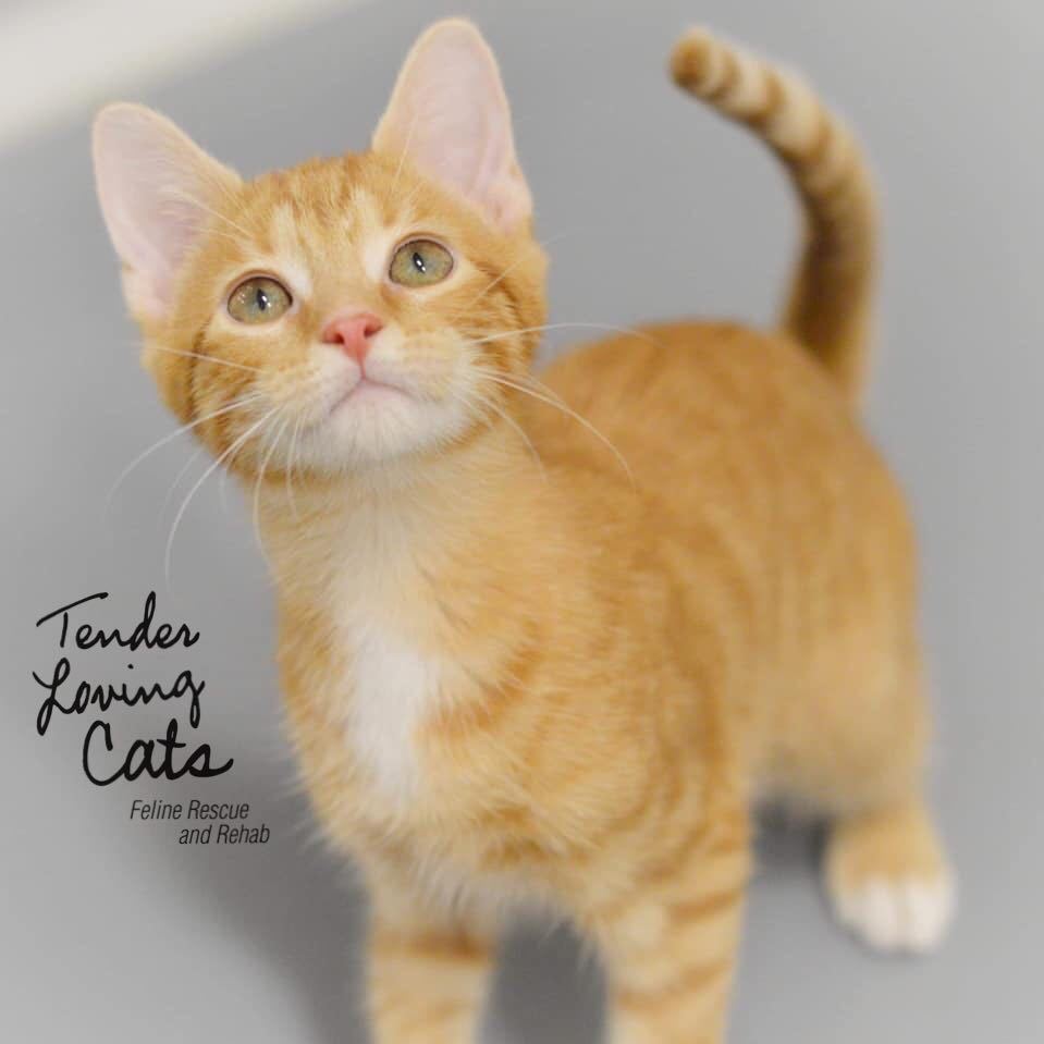 Pets for Adoption at Tender Loving Cats, Inc, in North Babylon, NY