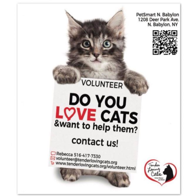 Pets for Adoption at Tender Loving Cats, Inc, in North Babylon, NY 