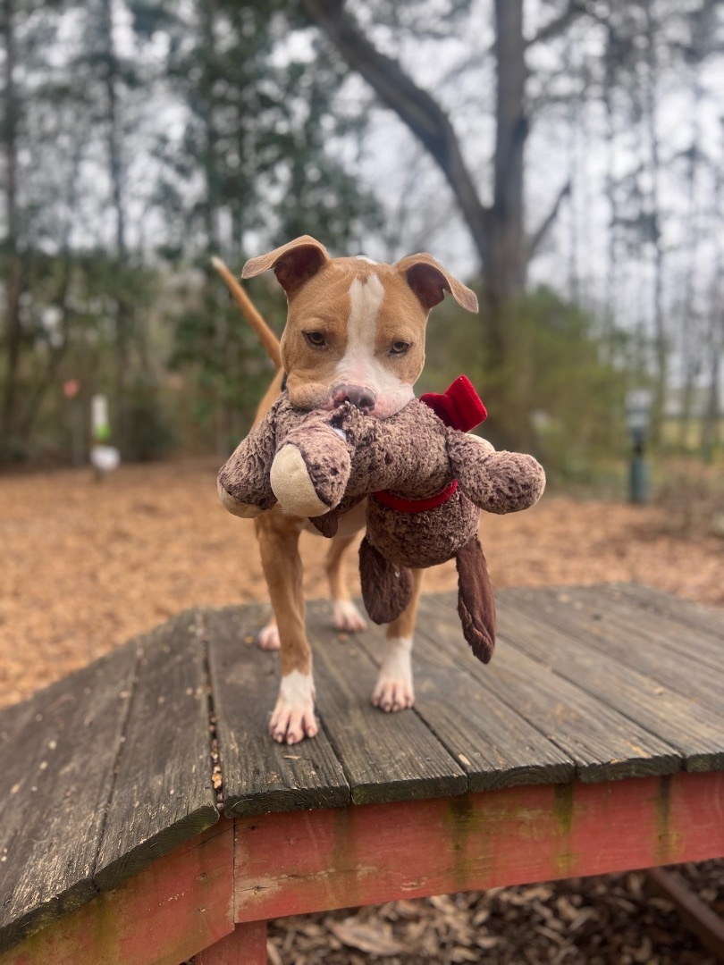 PAWS Atlanta
