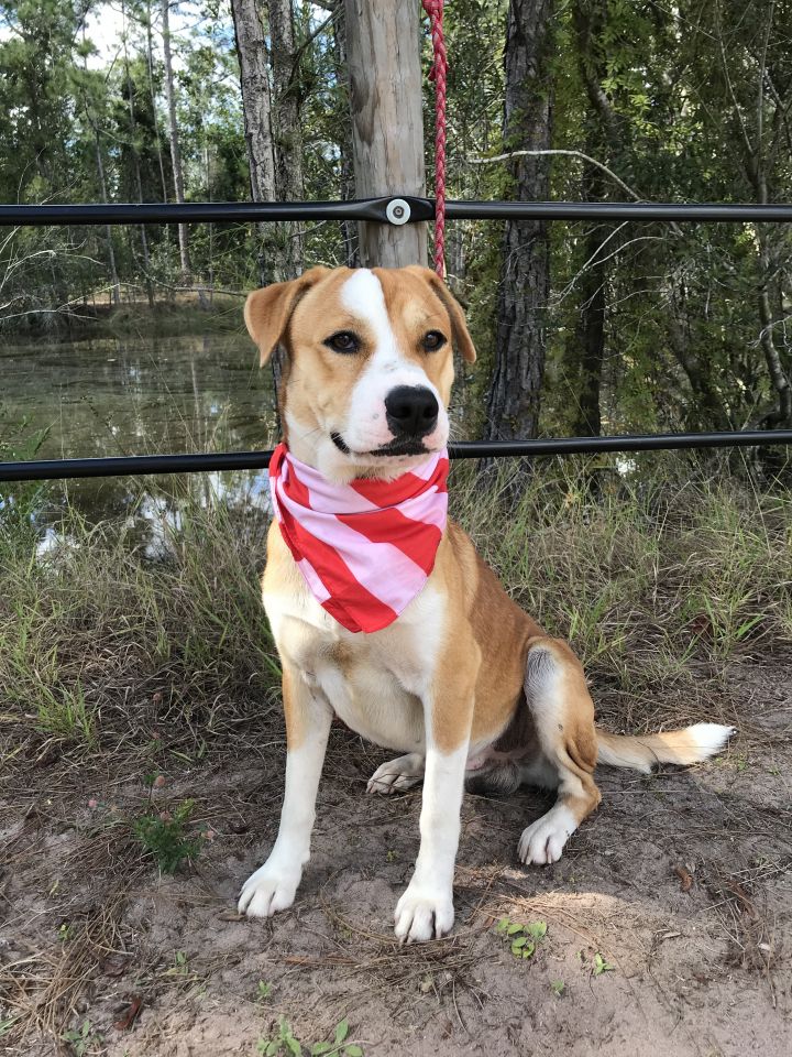 Pets for Adoption at Humane Society of Highlands County, in Sebring, FL