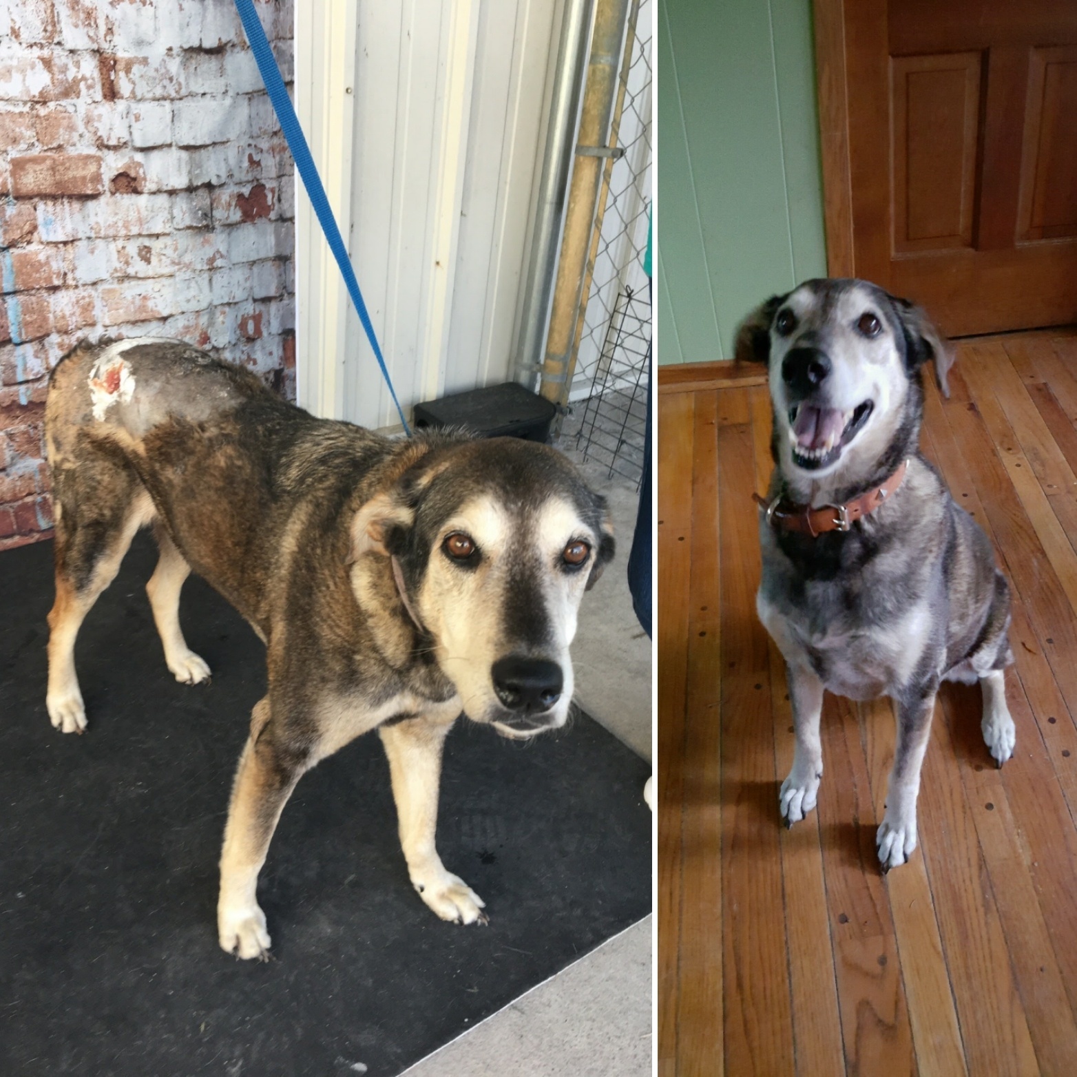 Pets for Adoption at Emotional Rescue, in Hastings, MN | Petfinder