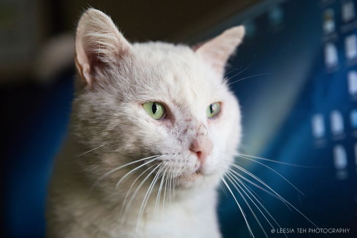 Stunning tomcat Biscuit is ready to live indoors.
