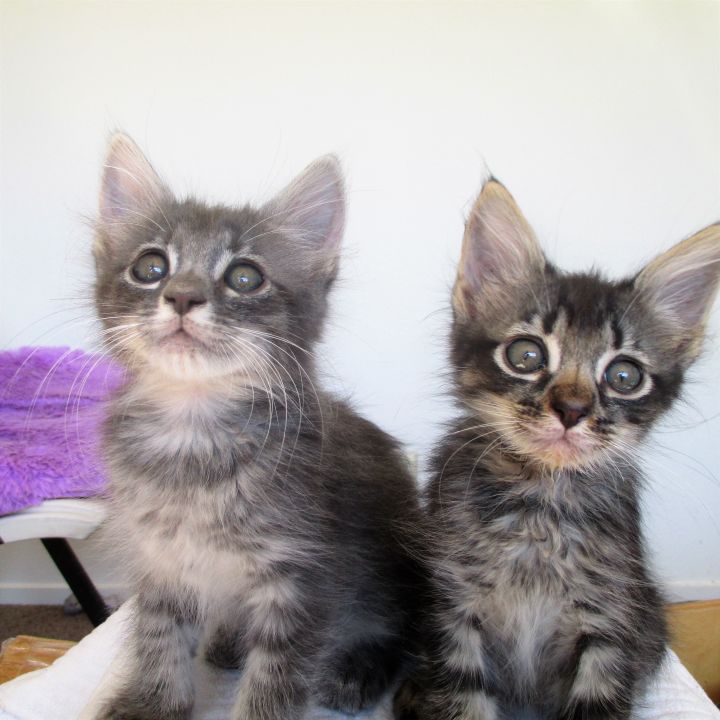 Billy & Binx adopted together!!