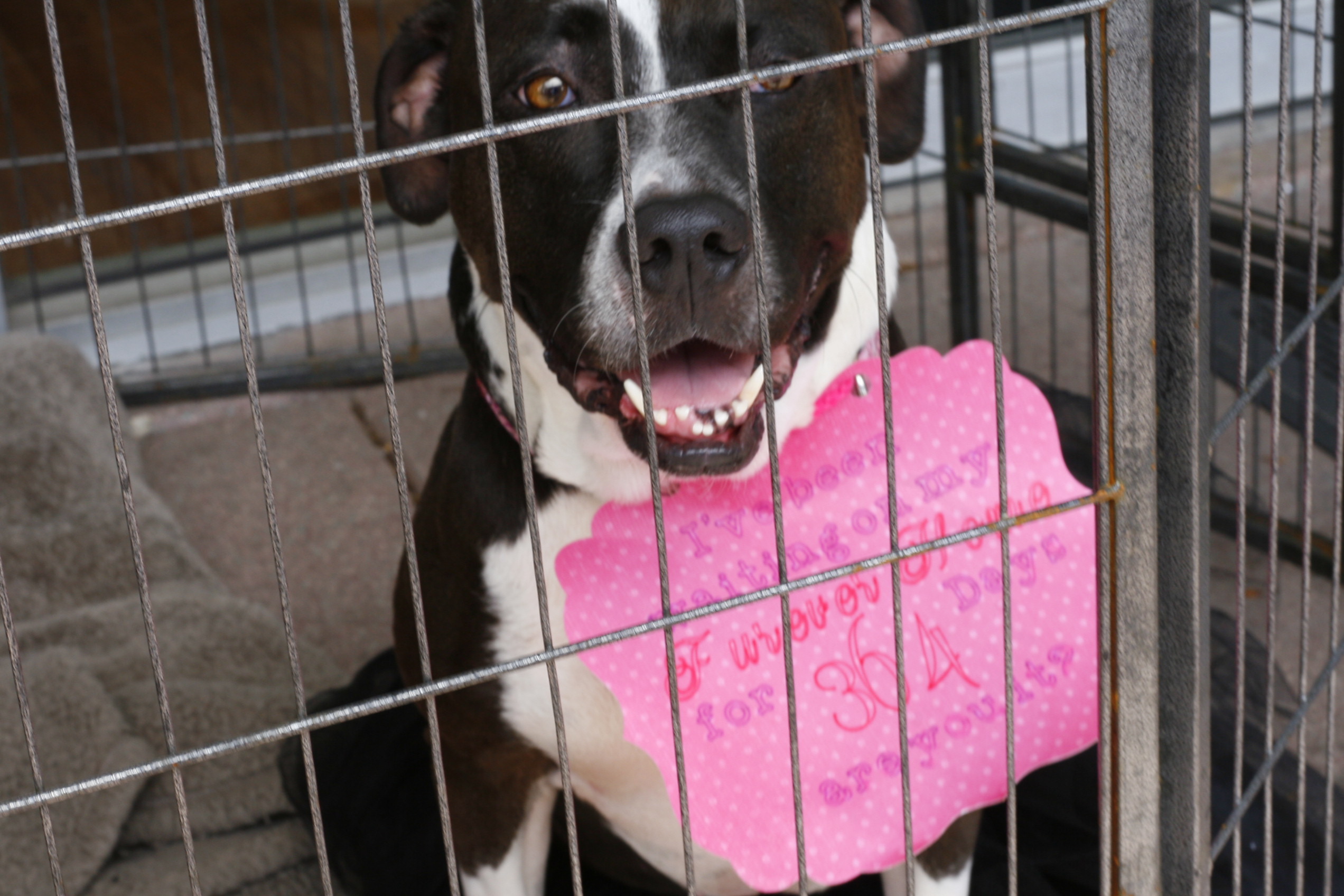 Pets for Adoption at Saving with Soul Pet Rescue, Inc., in ...