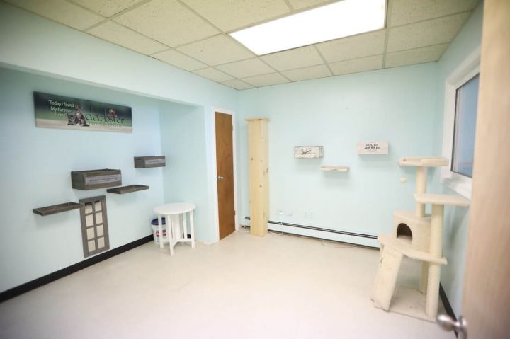 Darbster Kitty facility in Manchester, NH
