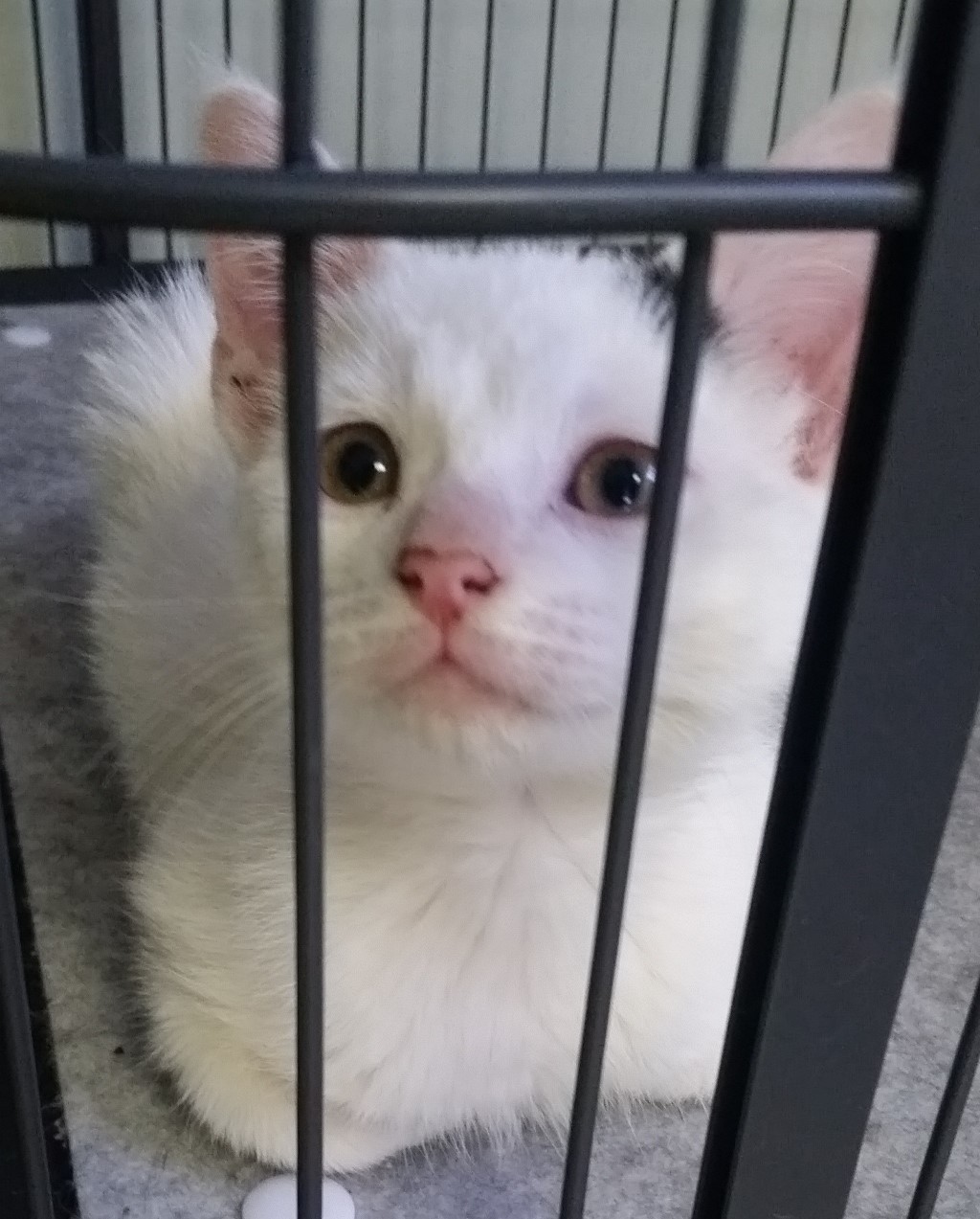 Pets for Adoption at Meows Kitty Cat Rescue Inc., in West Orange, NJ