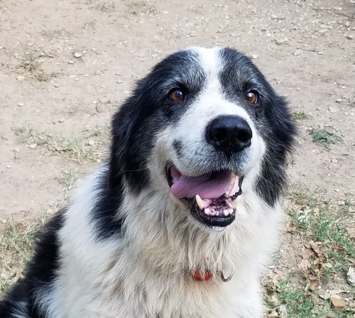 Pets for Adoption at Easy Street Animal Shelter, in Saint Jo, TX