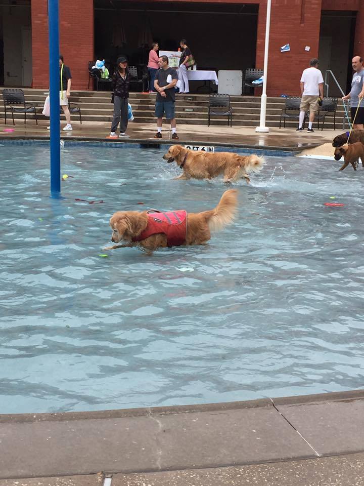 Doggy Splash Day hosted by Addison Athletic Club
