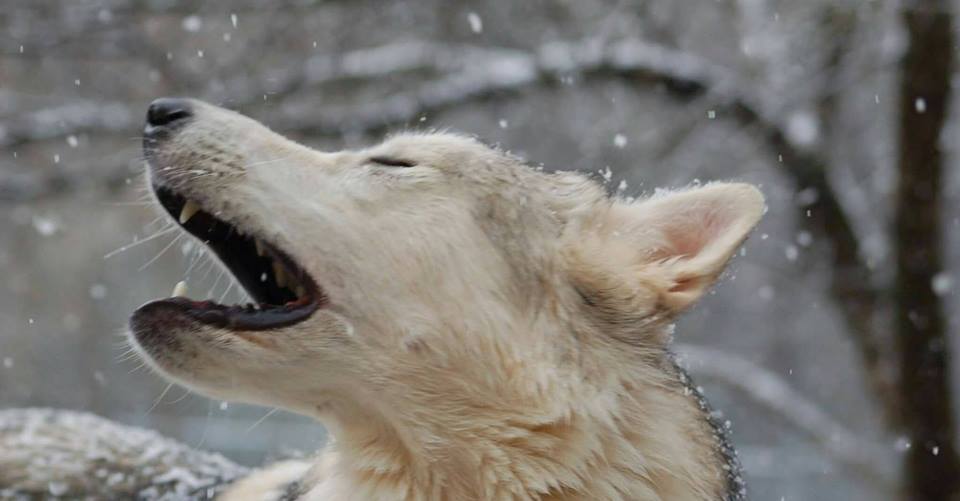 Singing Dog Farm