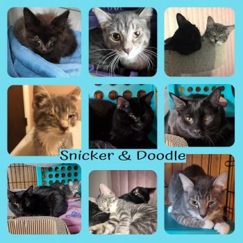 Snicker & Doodle are adoptable!
