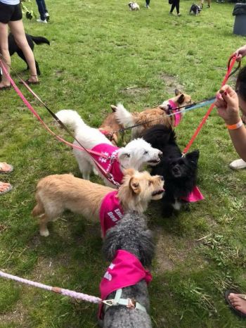Free Korean Dogs reunion in Toronto