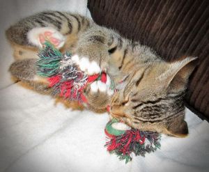 10 Lives Cat Rescue