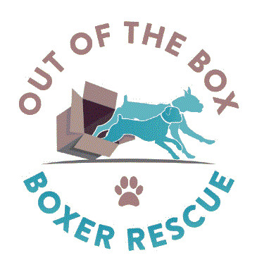 Out of the Box Boxer Rescue