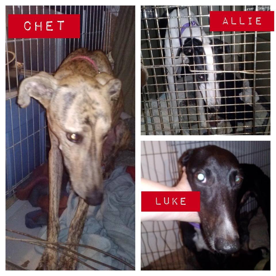 American Lurcher Rescue Project, Inc.