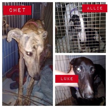 Lurcher adoption best sale