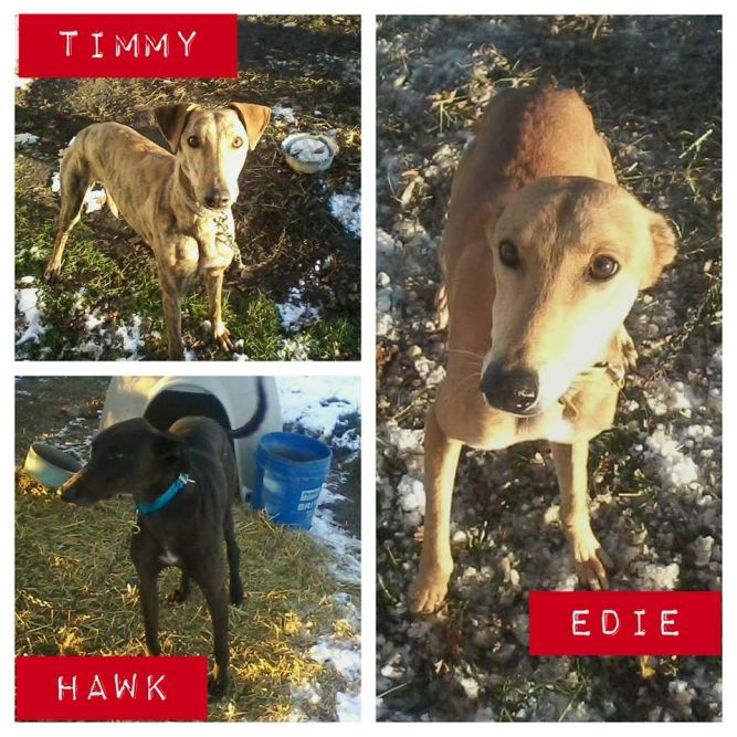 Lurchers for hot sale adoption