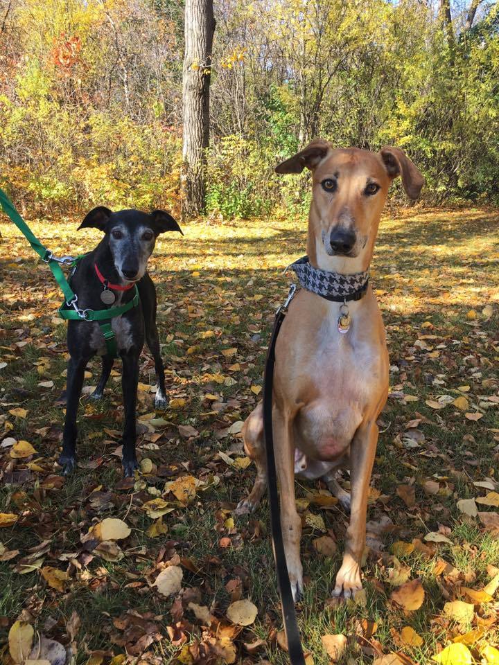 Pets for Adoption at American Lurcher Rescue Project, Inc., in ...