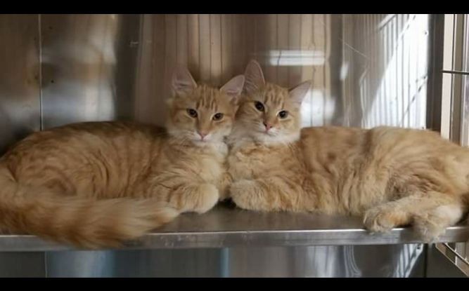 Union County Animal Control