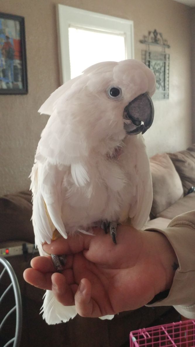 Birds & Beaks Rescue and Rehab 