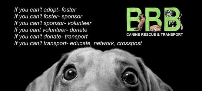 BBB Canine Rescue & Transport