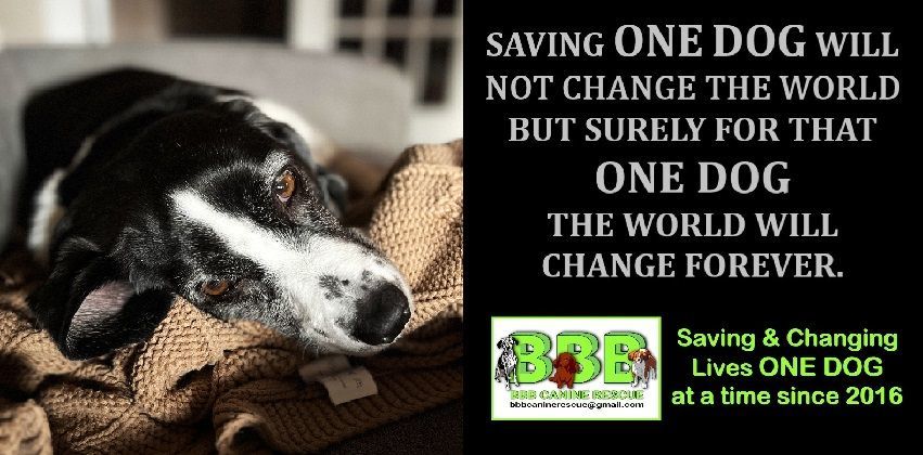 BBB Canine Rescue & Transport