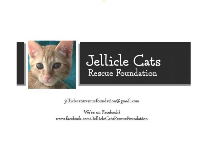 Jellicle Cats Rescue Foundation