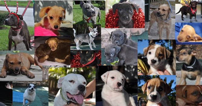 Blessed Paws Animal Rescue Inc