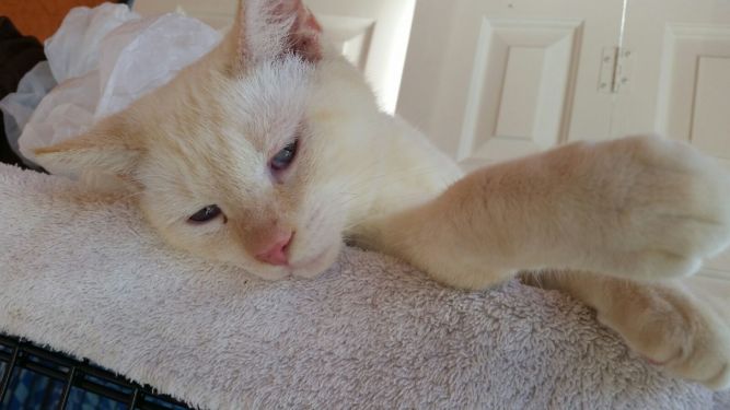 Community Cats of Bonita Springs FL